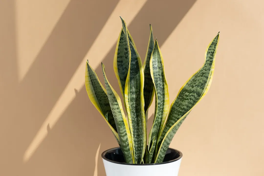 Sansevieria