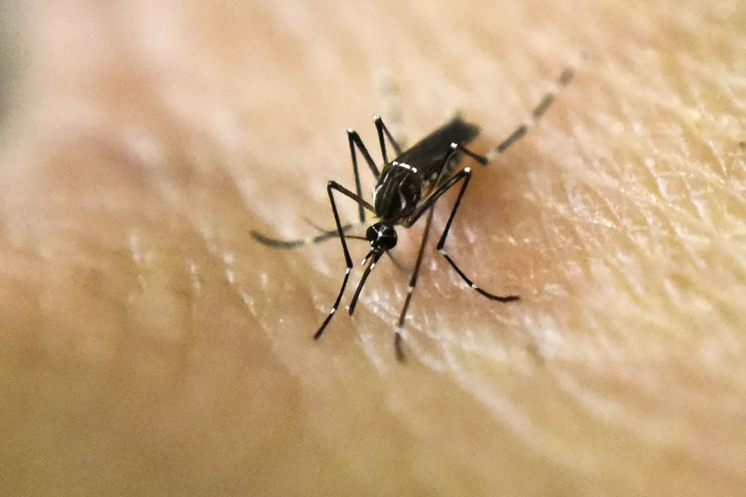 PAMI recomienda desinfectar los recipientes de agua dos veces por semana para prevenir el dengue. Foto: NA