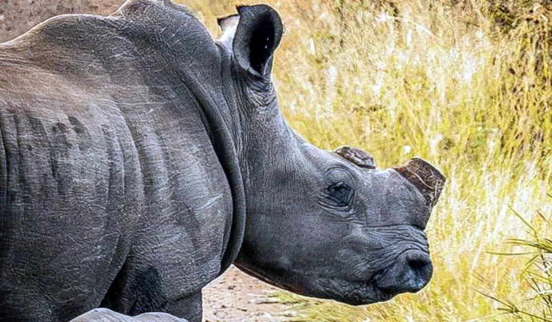 El descubrimiento asocia al rinoceronte actual con sus ancestros. Foto: Dpa