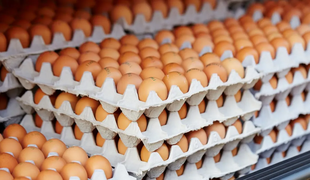 Huevos blancos y marrones aportan las mismas proteínas y vitaminas esenciales.