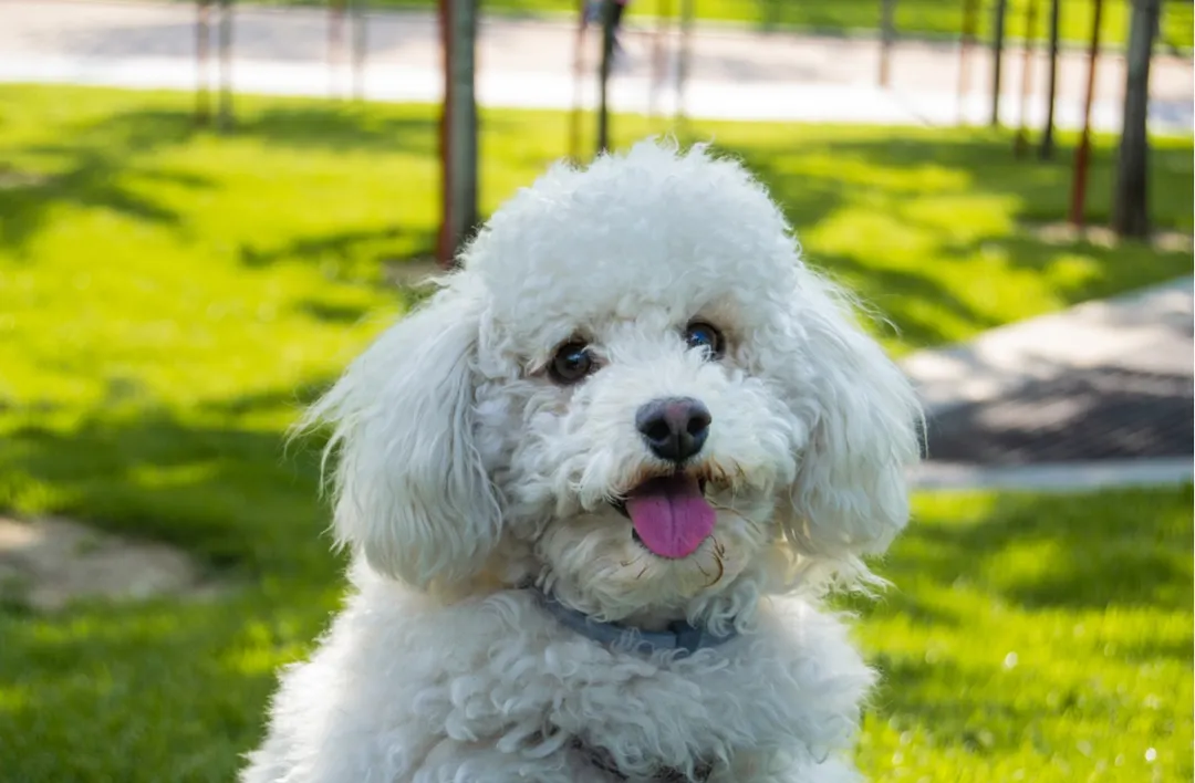La alimentación y la salud influyen en la cantidad de pelo que pierde cada mascota. Foto: Shutterstock