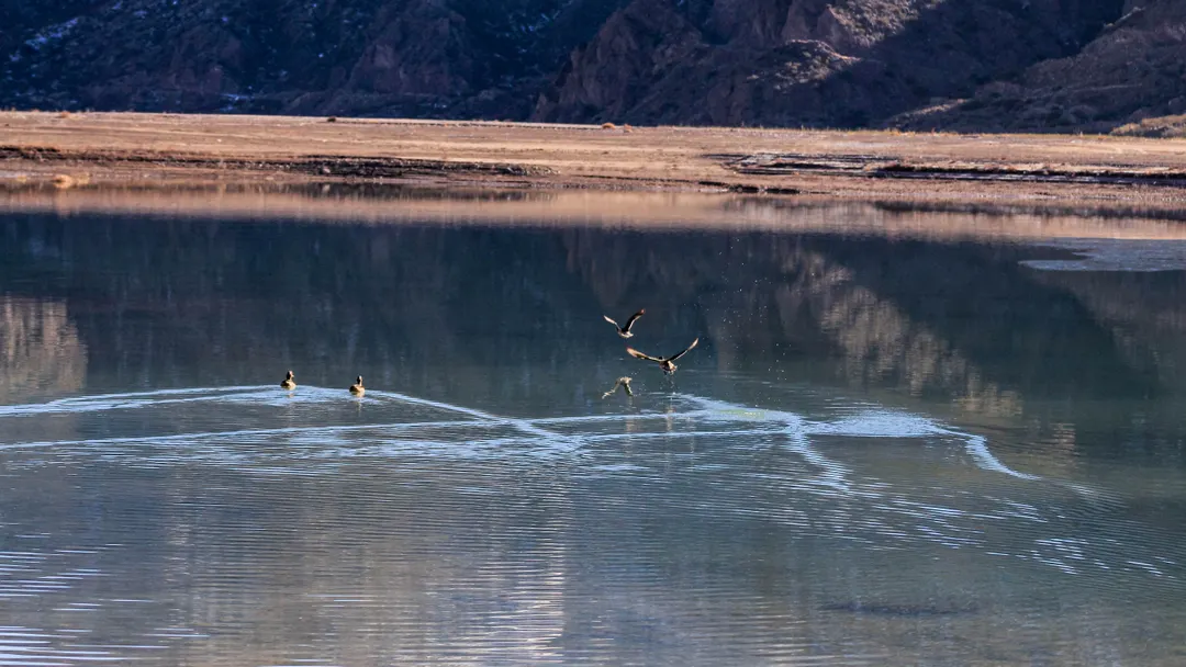 Patos volando sobre el Dique Potrerillos