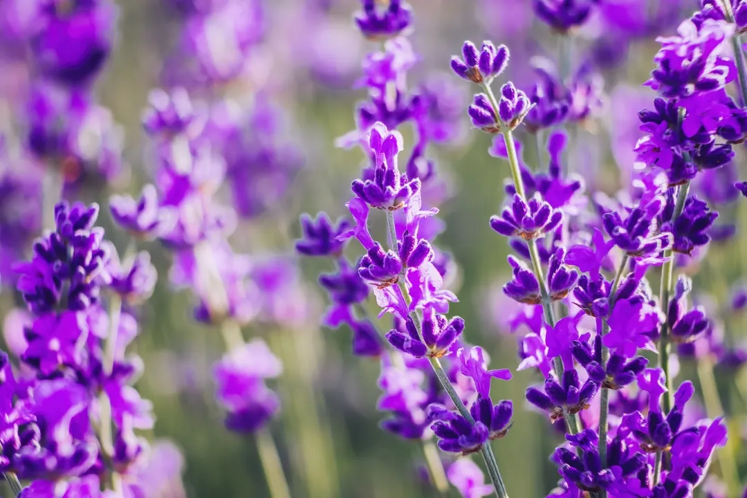 La lavanda ahuyenta los mosquitos. Foto: SHUTTERSTOCK