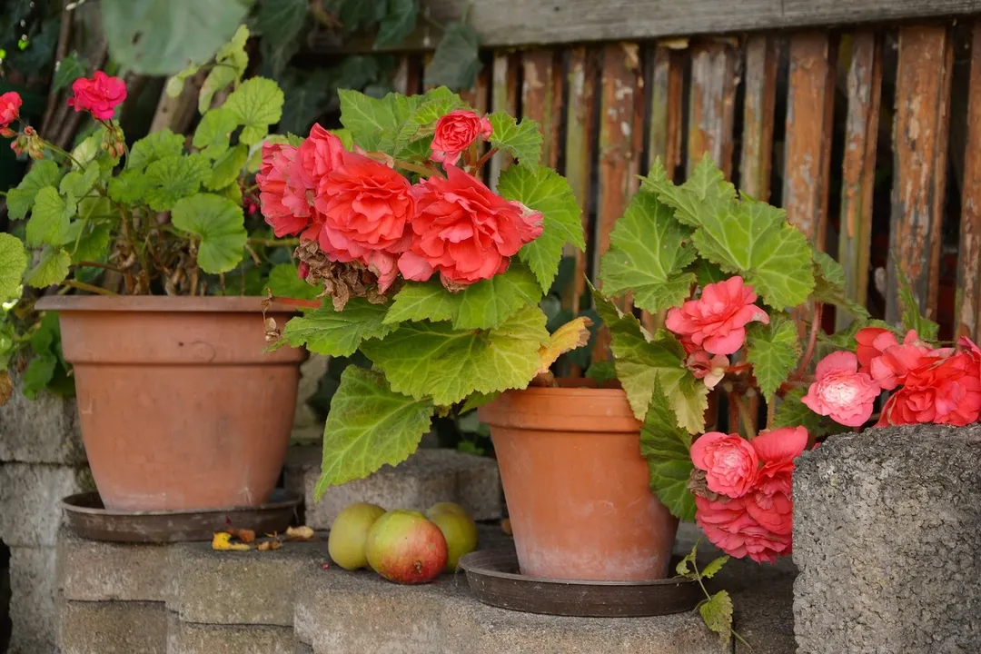 Aprende a cuidar tus begonias.