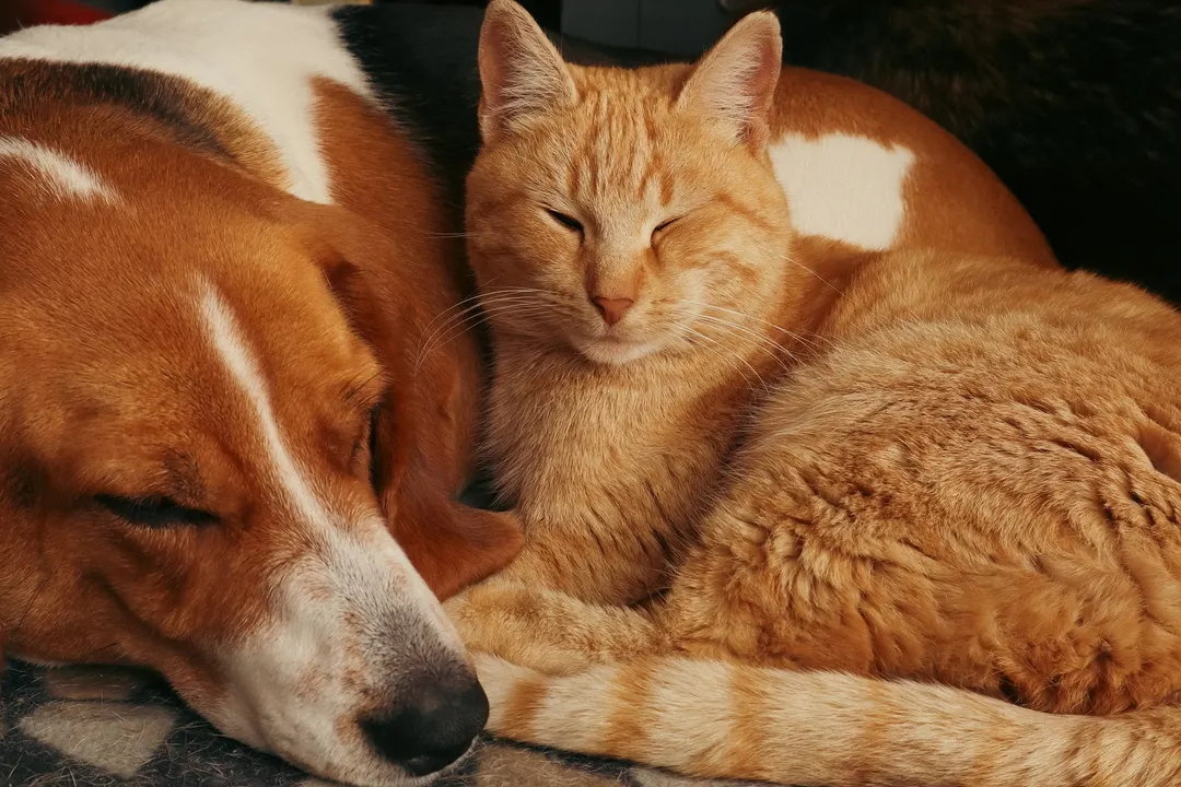 Las mascotas ocupan un lugar fundamental dentro del hogar.