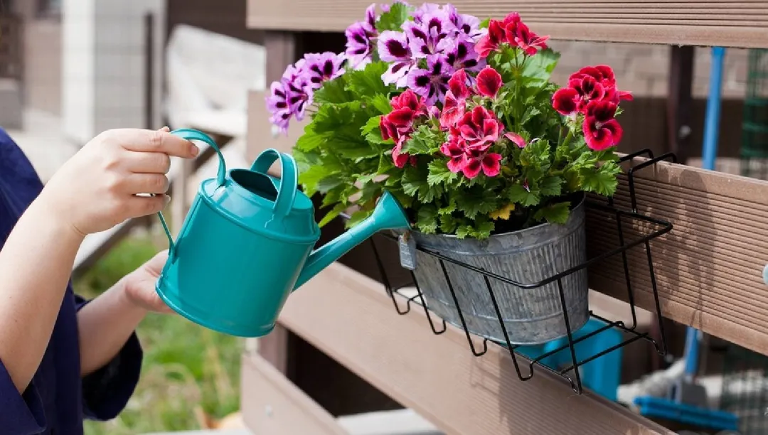 Cómo regar las plantas en invierno. Shutterstock). Foto: Archivo