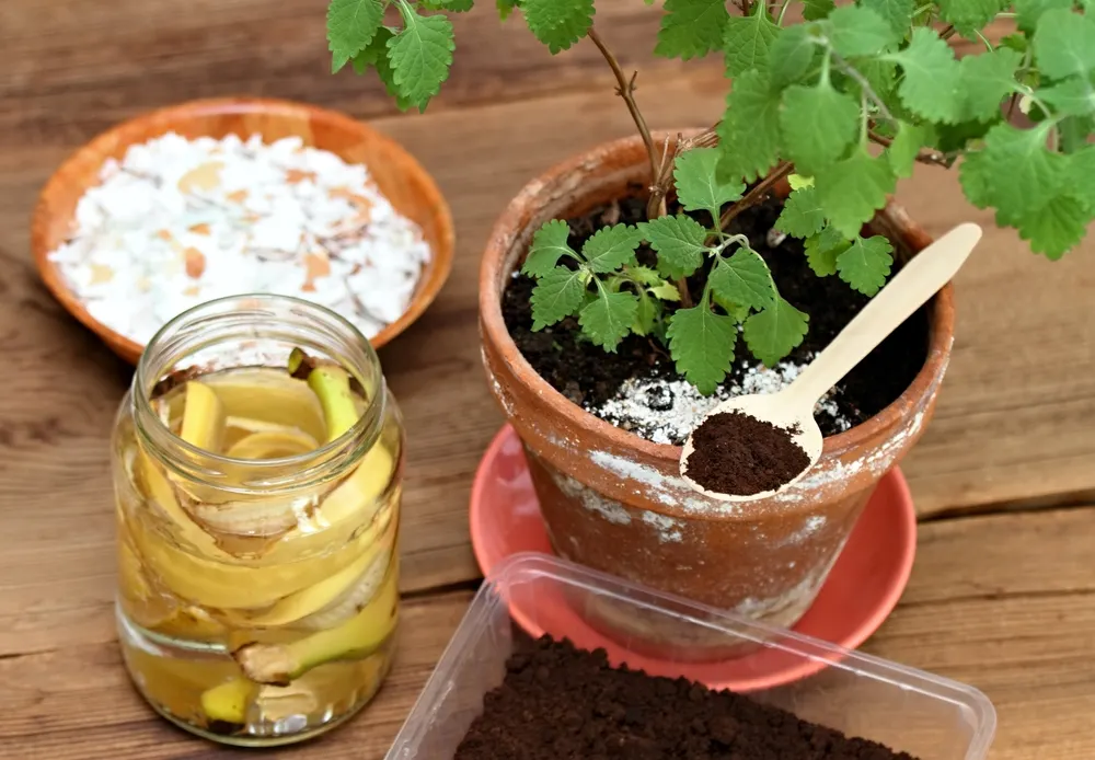 El café y la banana mejoran el sustrato, estimulan la floración y reducen el desperdicio en casa. Foto: Shutterstock