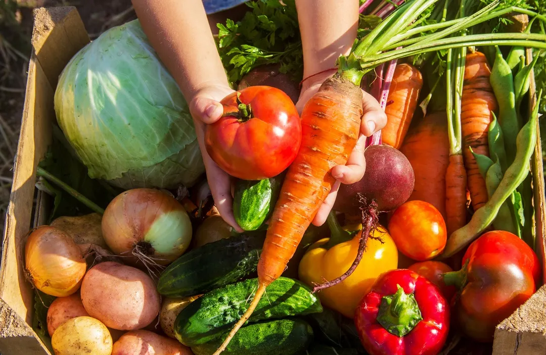 En esta nota te contamos qué podés sembrar en junio en tu huerta Foto: Shutterstock