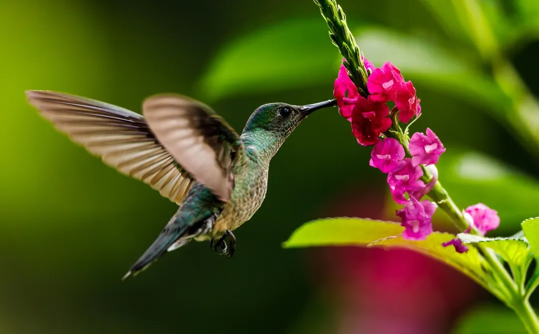 La vegetación ayuda a generar refugio y protección natural. Foto: Shutterstock