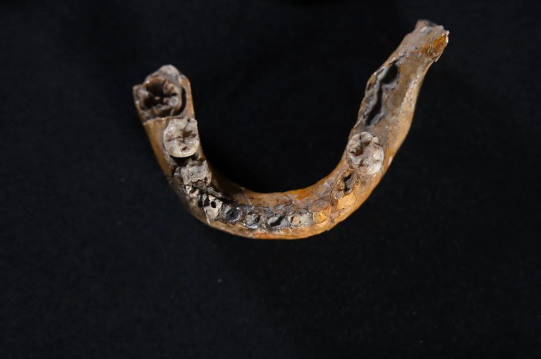 La mandibula inferior presenta rasgos típicos de un neandertal. 