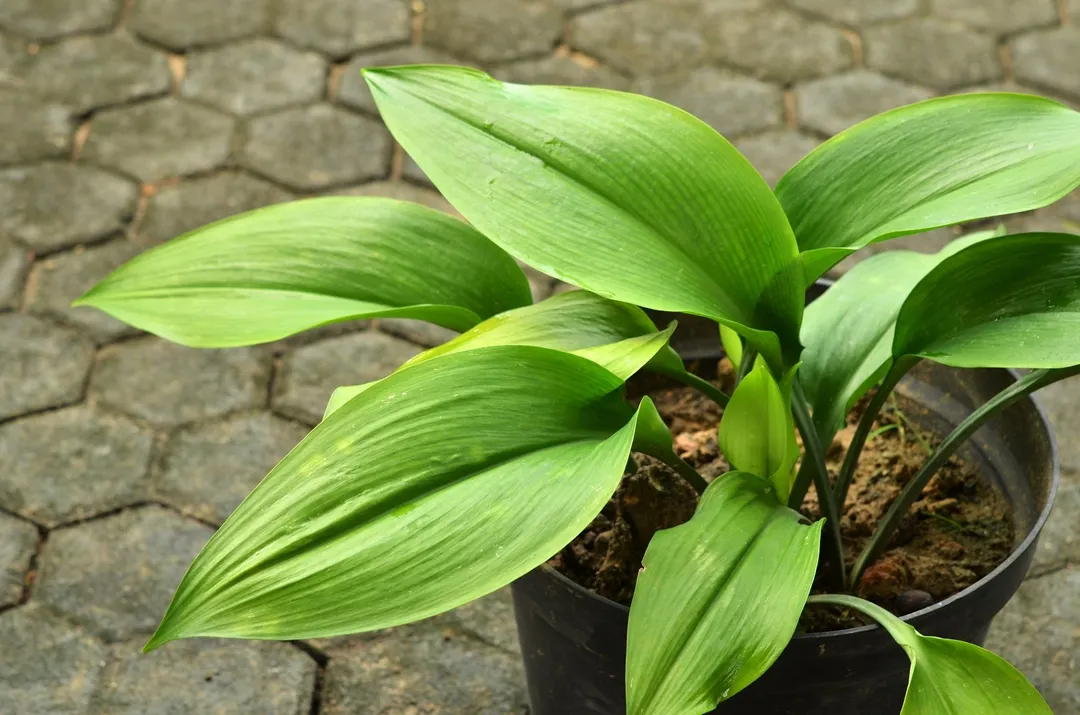 Una planta que da vida. Foto: Shutterstock