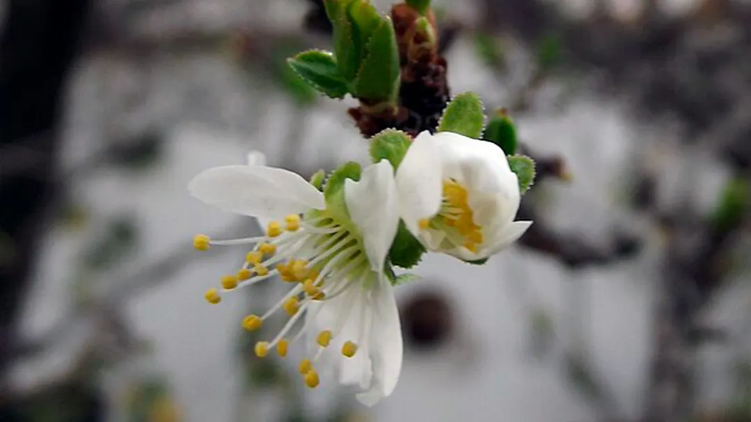 Los árboles jóvenes son los más vulnerables al frío extremo, como lo es este ciruelo en flor.