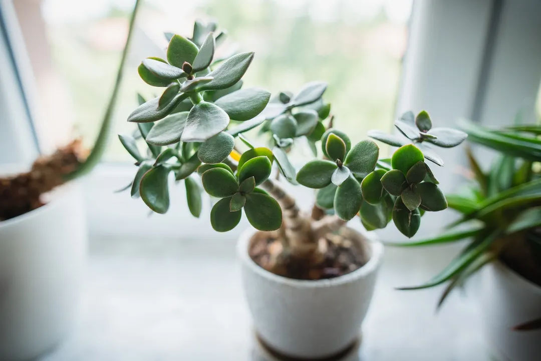 Agrupar plantas genera un microclima con mayor humedad ambiental. Fuente: Shutterstock.