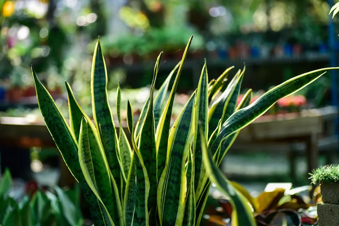 lengua de suegra Muy beneficiosa para la salud. Foto: Fuente: Shutterstock