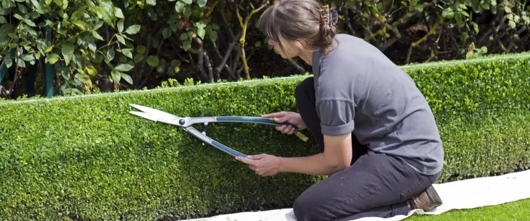Los setos se usan para delimitar y decorar jardines, patios y terrazas. Y también para dar privacidad a una vivienda o recinto. Foto: Pixabay - pixabay.com