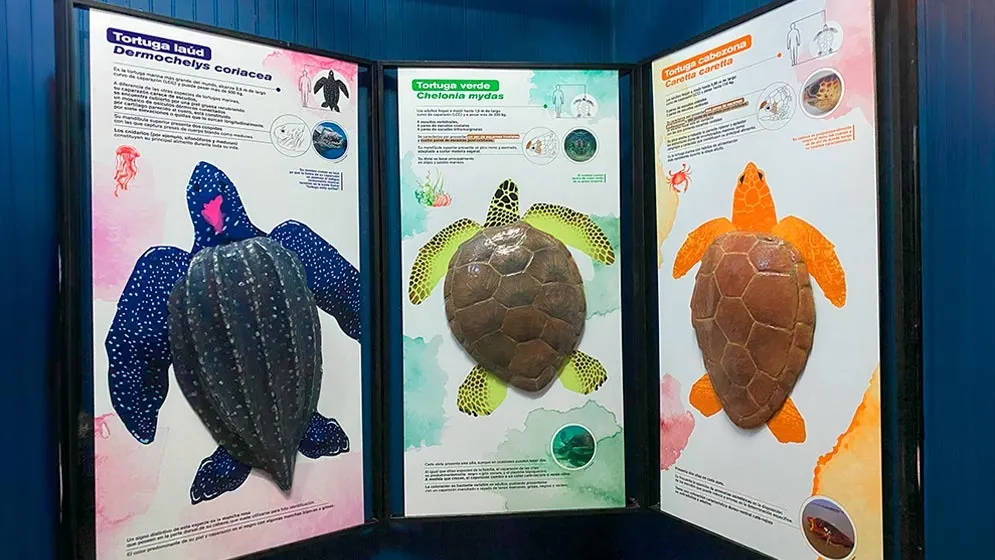Una sala que conecta tradiciones locales con biodiversidad marina.