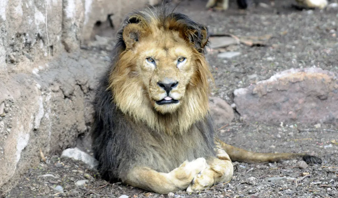 Los leones tienen mucho coraje. Es una señal que estén en los sueños. Fuente: Archivo.