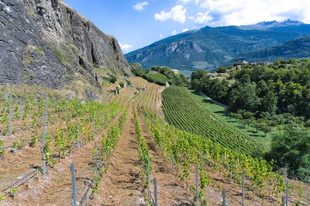 Mendoza exporta Malbec al mundo; Suiza conserva la mayor parte de sus vinos para el consumo interno, especialmente los elaborados con Chasselas.