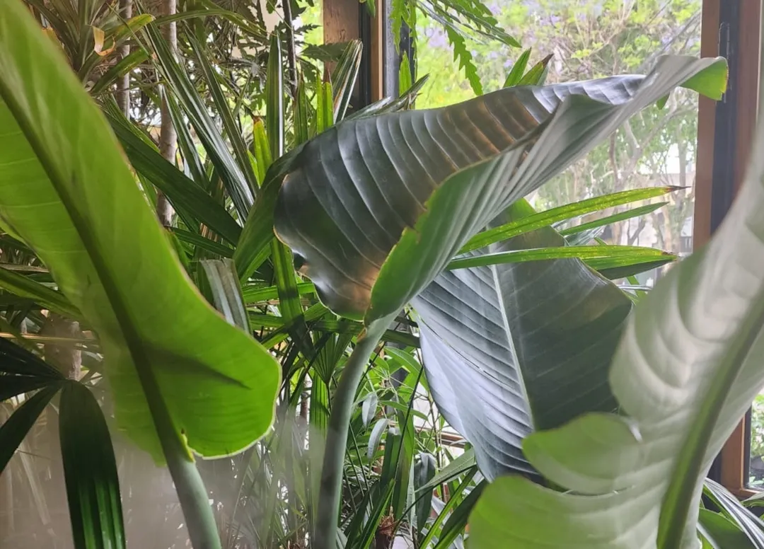 Qué cuidados necesitan estas plantas y por qué son ideales para el interior de casa. Foto: Instagram @claudivalentina