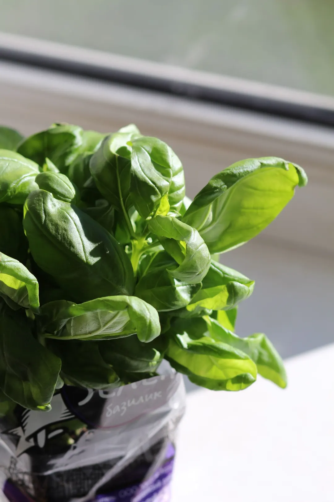 Albahaca, otra de las plantas recomendadas.