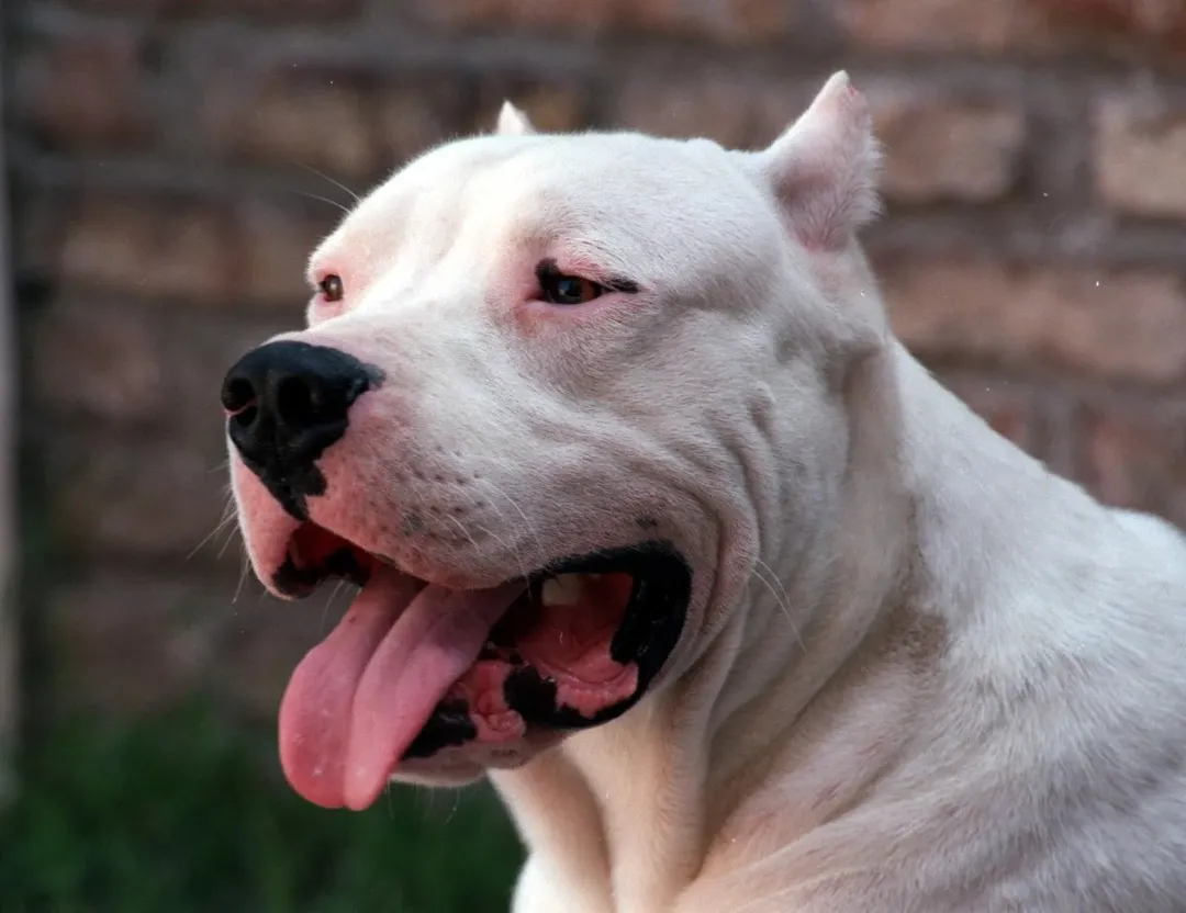 Razas como el Rottweiler, el Dogo Argentino y el Mastín Inglés están entre las consideradas más fuertes del mundo canino. Foto: Archivo  