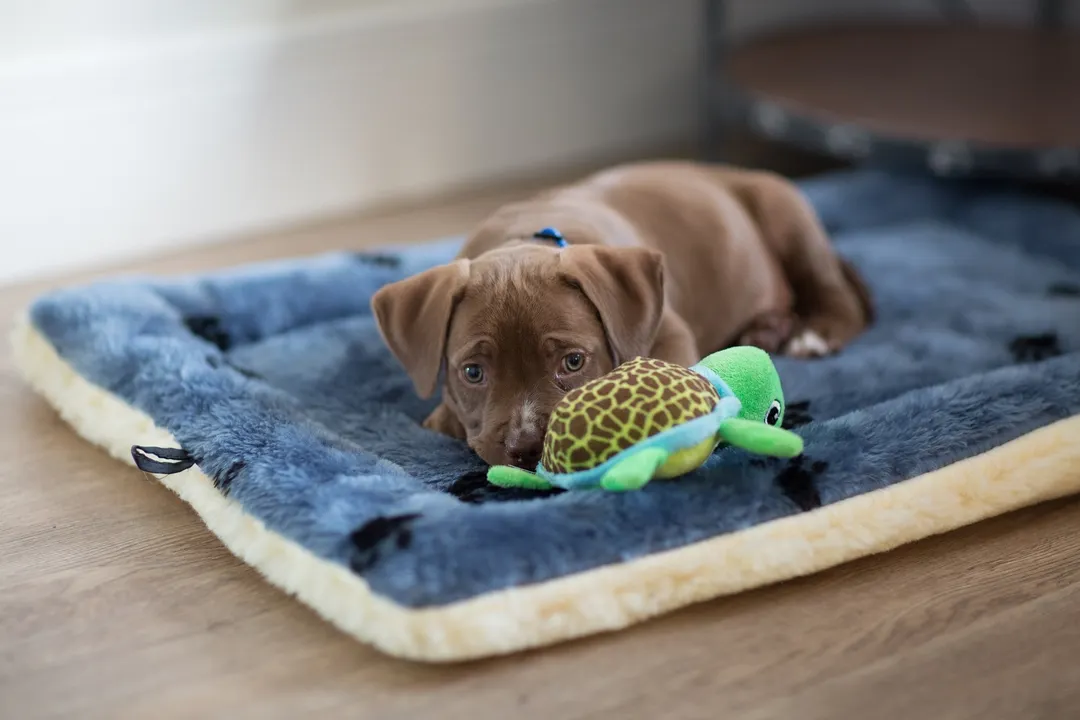 Los paseos diarios y los juegos de olfato son fundamentales para reducir la ansiedad en perros. Foto: SHUTTERSTOCK