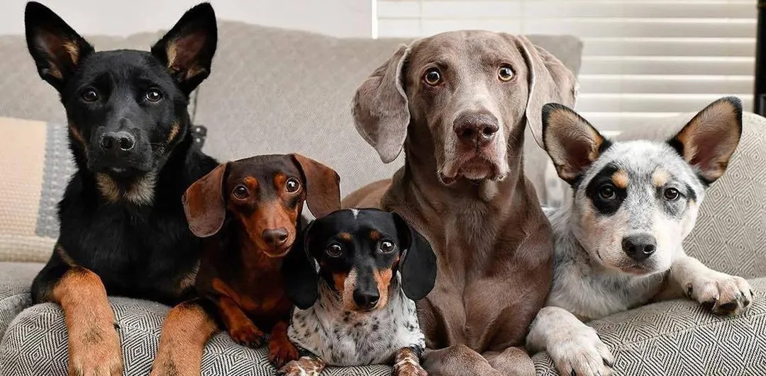 El lenguaje corporal de los perros permite entender mejor sus emociones. Foto: Archivo