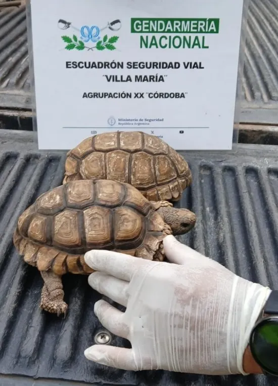 Detrás de cada loro, tortuga o zorro criado en una casa existe una cadena de tráfico ilegal que provoca sufrimiento y graves daños ambientales.