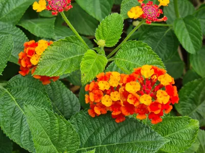 Tres plantas que garantizan mariposas en tu casa toda la temporada