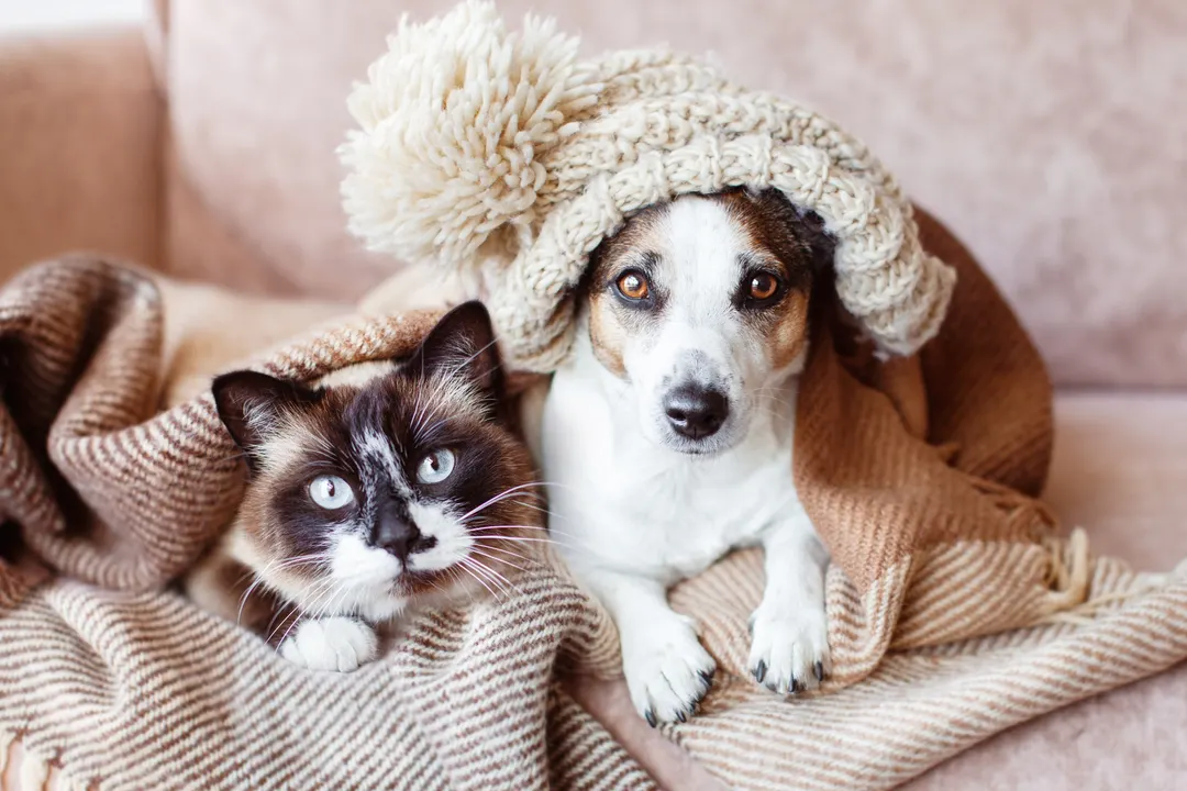Monitorear las mascotas mientras están solas en casa es posible gracias al avance de la tecnología.