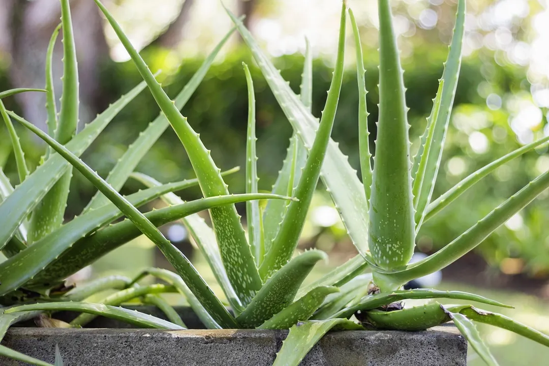 Cómo cultivar un áloe vera en el jardín de casa sin morir en el intento Te dejamos algunos consejos para plantar un aloe y que crezca sano y fuerte. Foto: Shutterstock