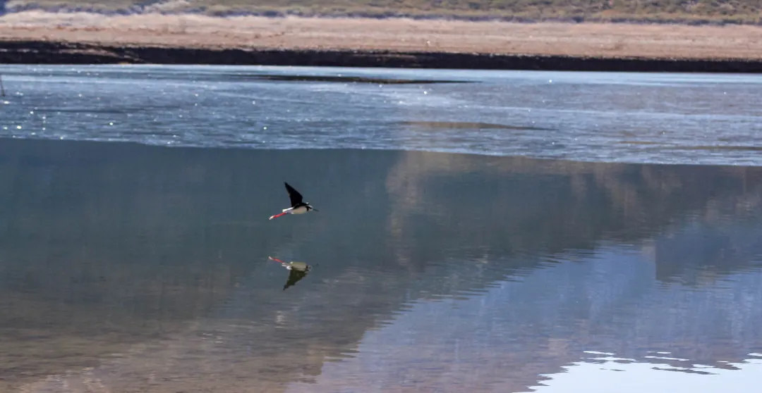 Aves sobre volando por Potrerillos. Detrás se nota el lago congelado. 