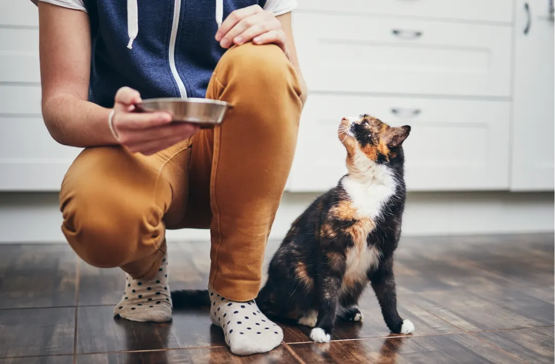 Cambiar la alimentación de un gato requiere un proceso gradual para evitar malestares digestivos. Foto: Shutterstock