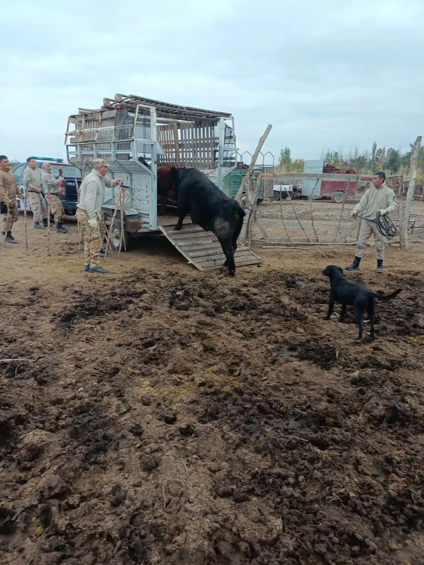 En total se recuperaron trece equinos, siete vacas, diez cabras, diez ovejas, siete cerdos adultos y diez lechones