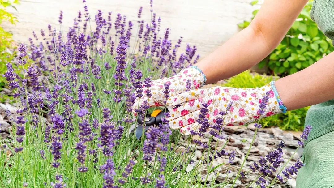 JARDÍN LA LAVANDA ES CONOCIDA POR SU DULCE Y POTENTE AROMA Foto: Shutterstock