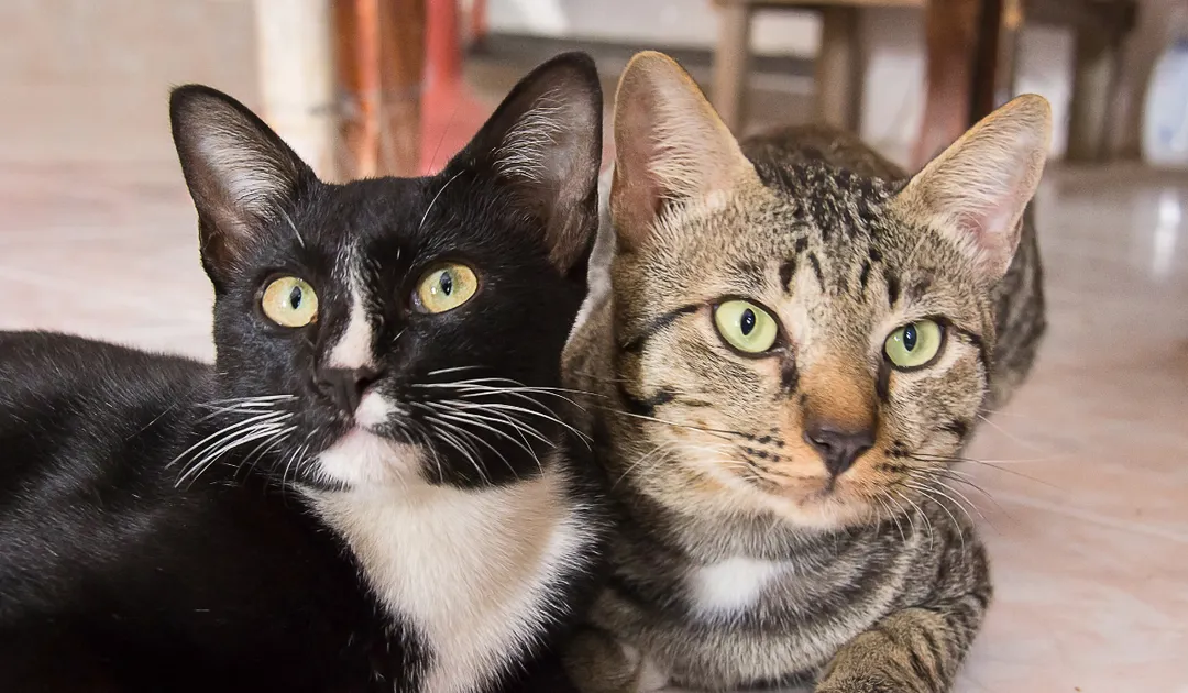 A partir de los 7 años los gatos entran en la etapa madura y necesitan controles veterinarios más frecuentes. Foto: Archivo  