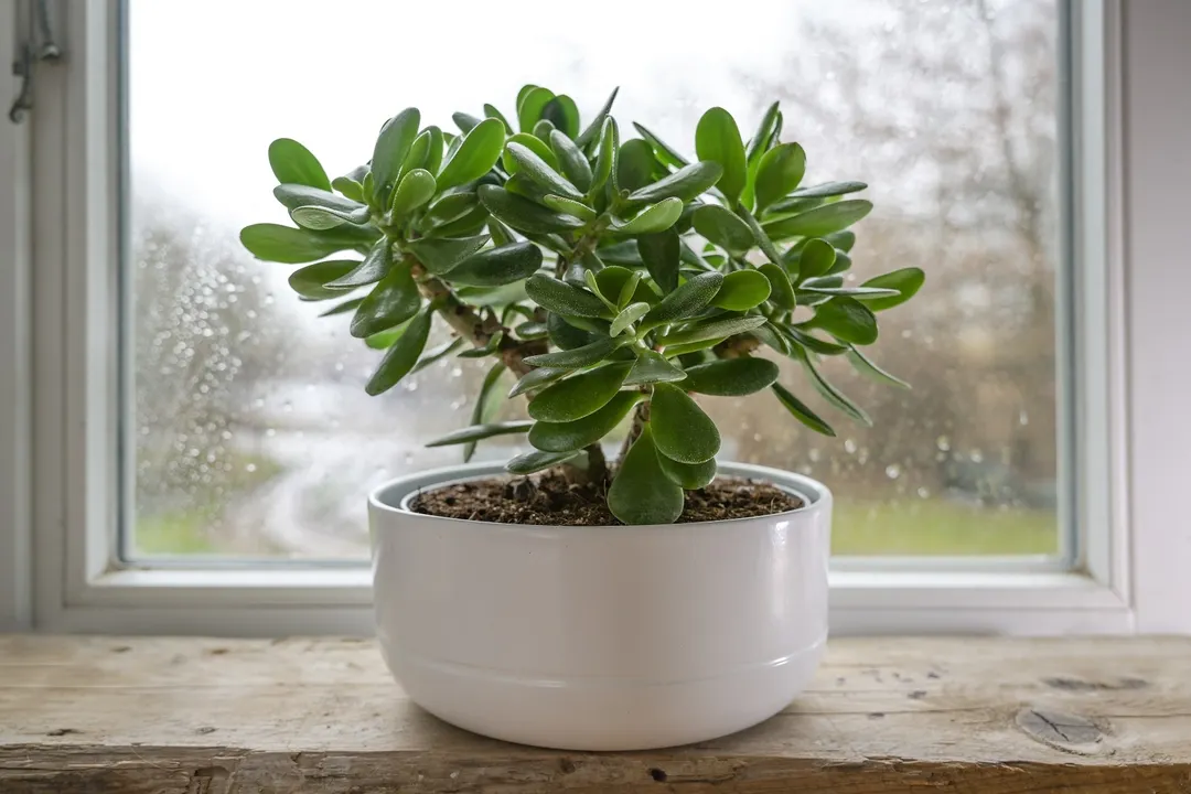 El truco del coco para fortalecer al árbol de jade. 