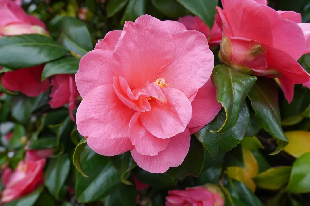 Es una de las especies más elegidas para dar color en invierno. Foto: Shutterstock