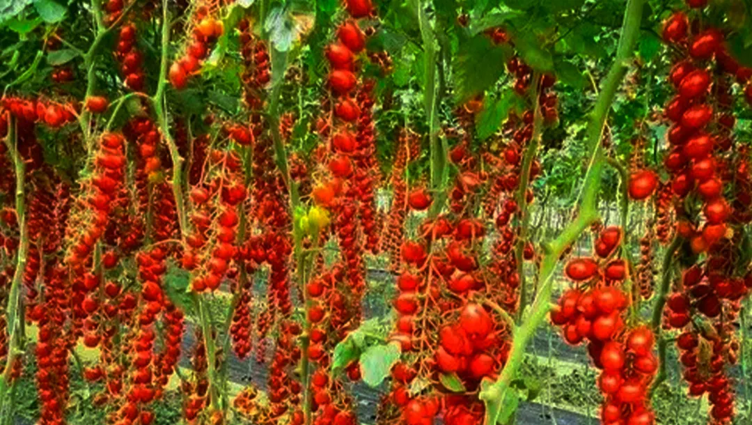Cultivos de tomates cherry, en forma vertical.