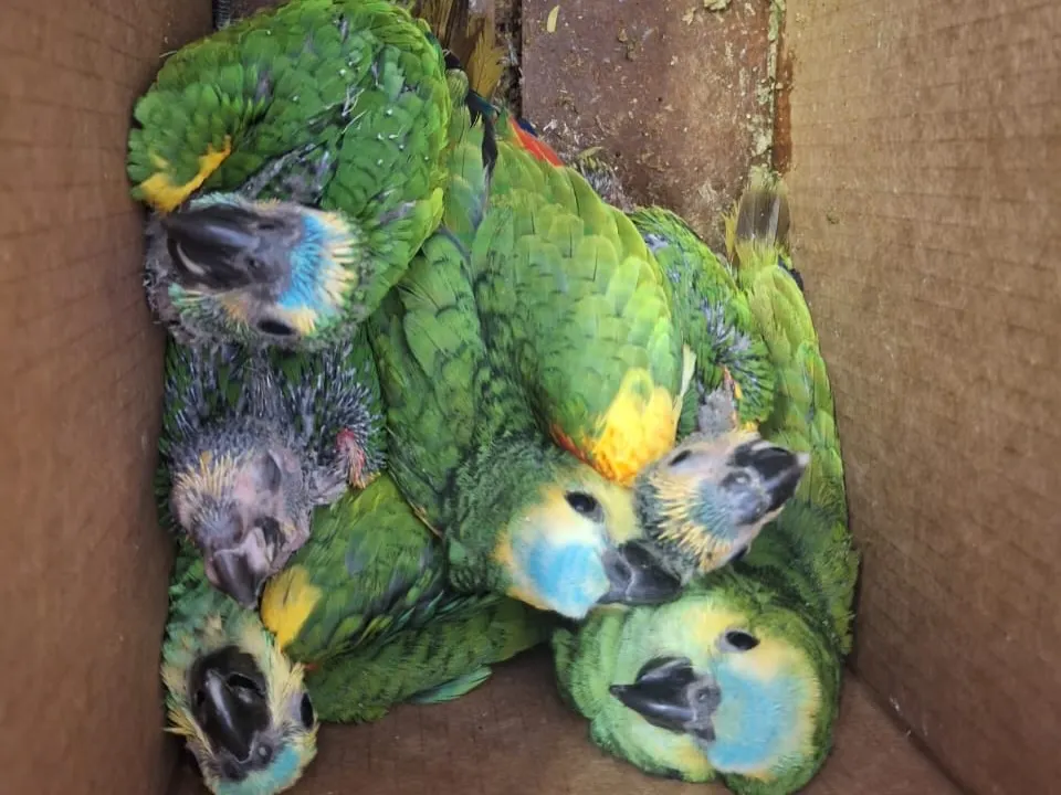 Los loros y catas representan gran parte del tráfico ilegal de animales dentro del país.