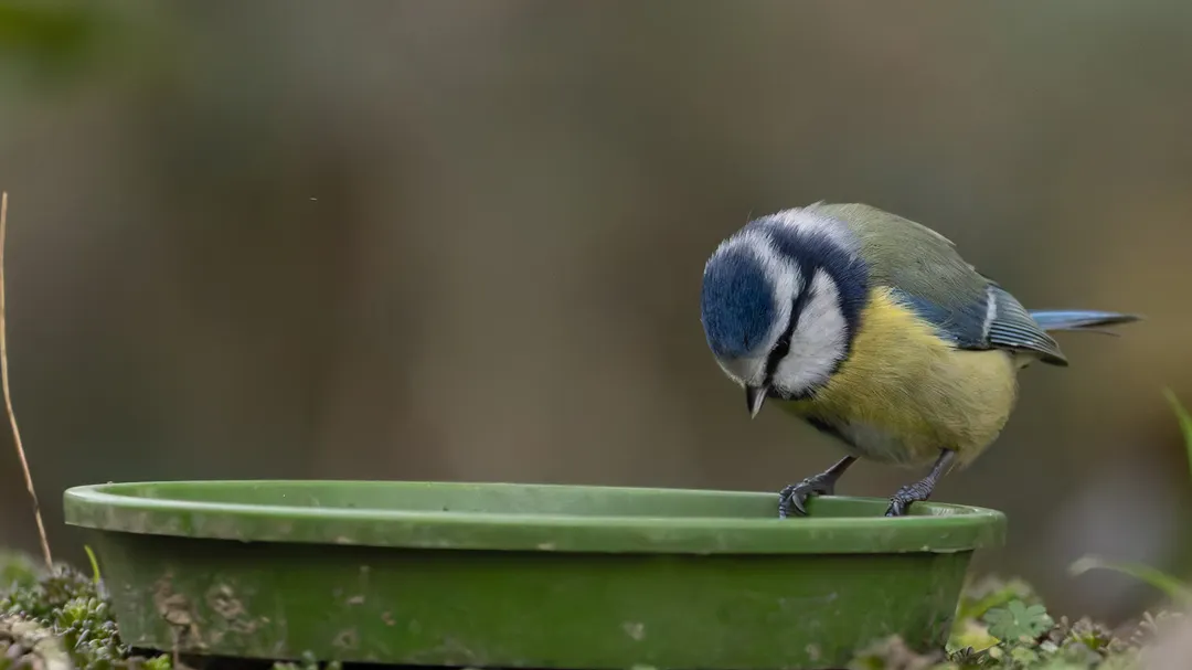 Un pájaro en un comedero.
