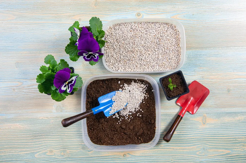 Los platos con agua y piedras generan humedad ambiental que favorece a las plantas. Foto: Shutterstock