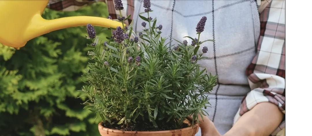 Ideal para los principiantes en jardinería, con pocos cuidados y atención, la lavanda nos regalará su aroma y belleza por muchos años. Foto: Shutterstock