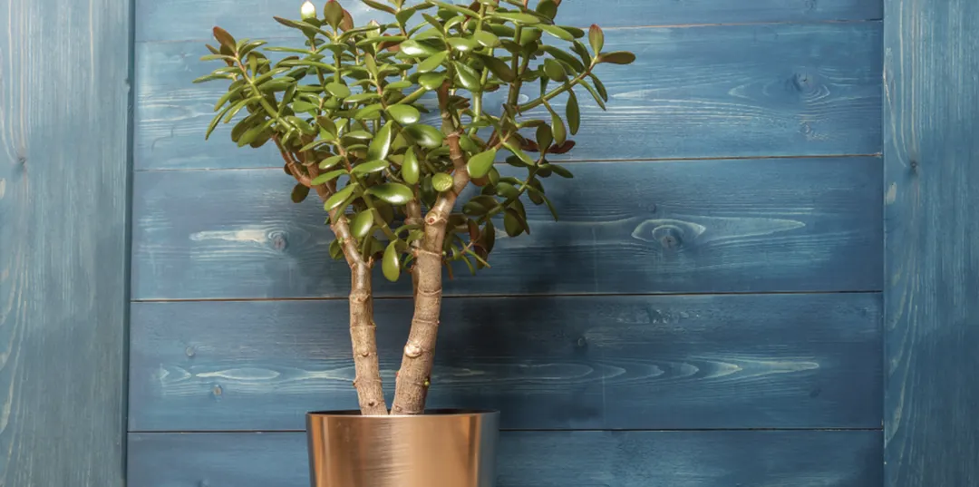 Con este abono casero, tu planta de jade crecerá como un arbusto Foto: Shutterstock