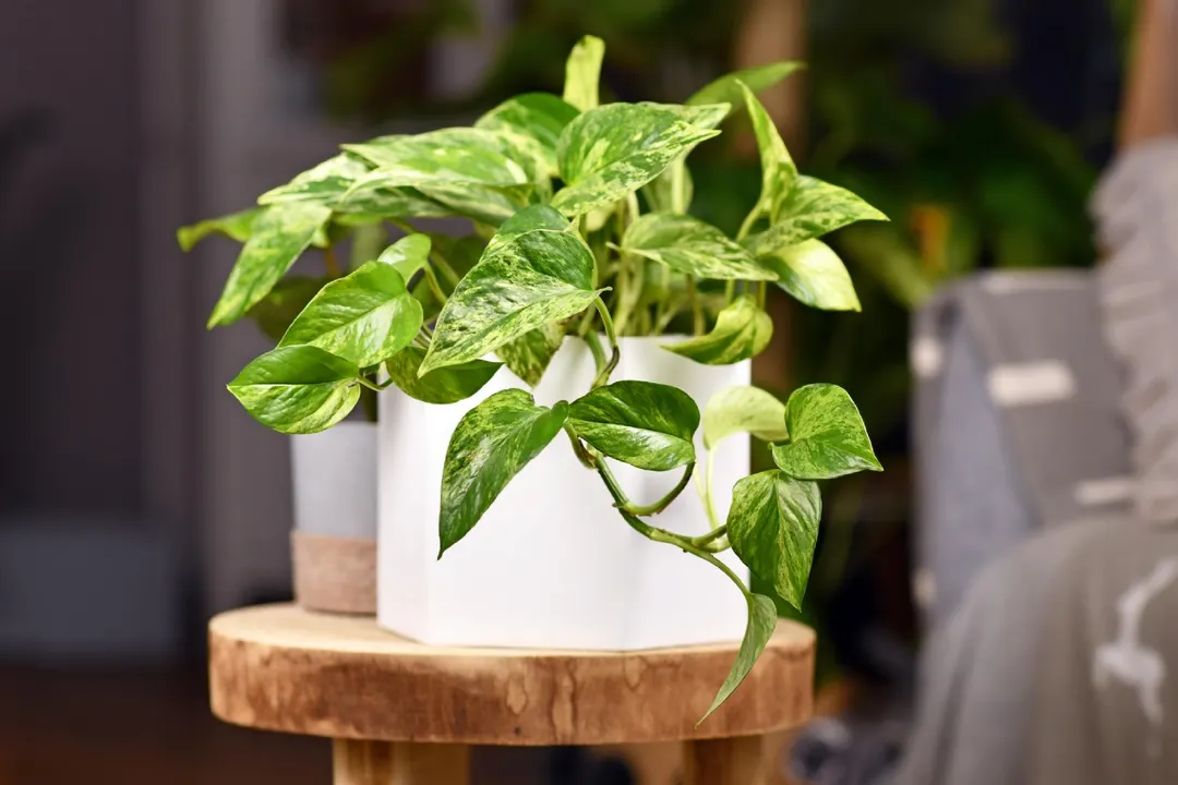Las plantas, objeto de un descubrimiento muy interesante. Foto: Shutterstock