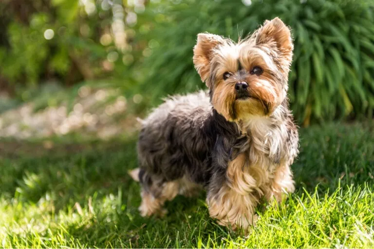 Aunque tiran menos pelo, estos perros también necesitan cepillado y cuidados frecuentes.