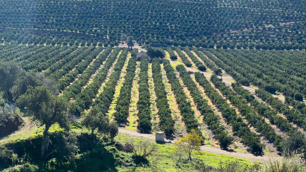Buscan voluntarios para vivir gratis en una finca de Portugal: solo piden trabajar 25 horas por semana