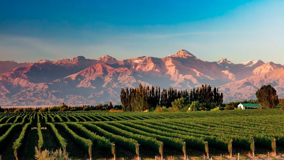 En Mendoza los primeros viñedos se plantaron a mediados del siglo XVI.