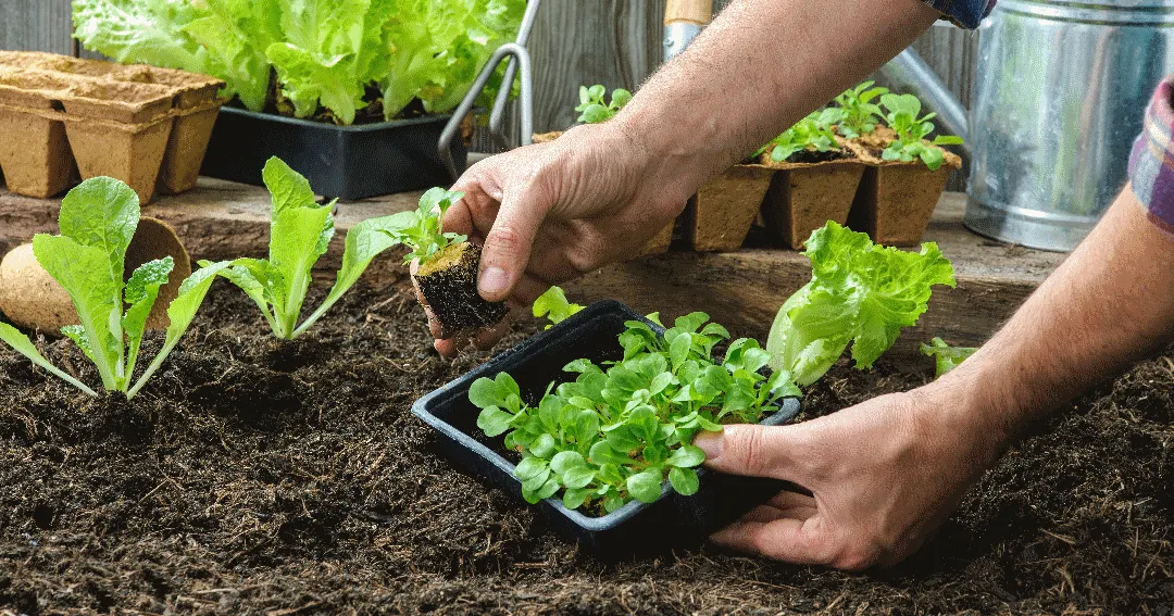 La huerta permite sostener una actividad significativa, mantener el movimiento, estimular la coordinación y favorecer la conexión con una tarea que tiene un propósito concreto.
