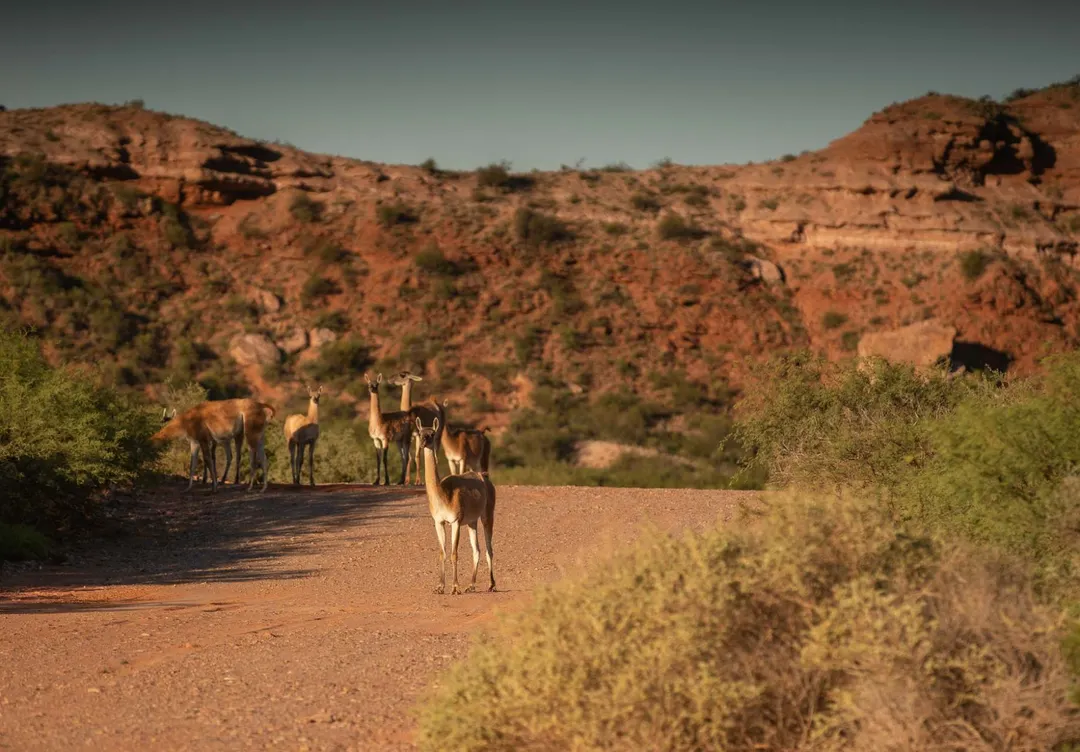 La fauna autóctona, como los guanacos, acompaña a los visitantes en medio de los paisajes rojizos de la Sierra de las Quijadas.